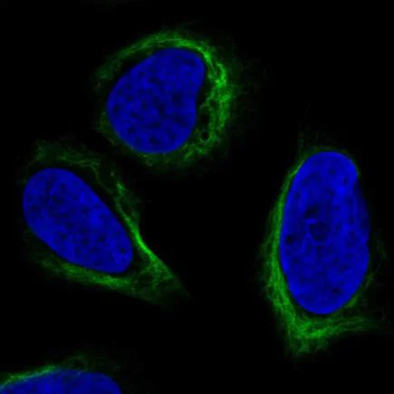 Immunocytochemistry/ Immunofluorescence - Anti-APOBEC3C/PBI antibody (AB221874)