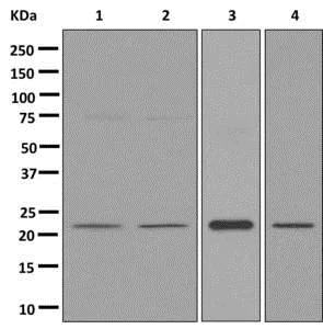 Western blot - Anti-APOBEC3C/PBI antibody [EPR13417] - BSA and Azide free (AB250484)