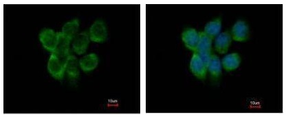 Immunocytochemistry/ Immunofluorescence - Anti-APOBEC3F antibody (AB227962)