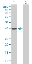 Western blot - Anti-APOBEC3G/A3G antibody (AB172694)