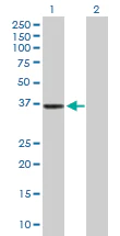 Western blot - Anti-APOBEC3G/A3G antibody (AB172694)