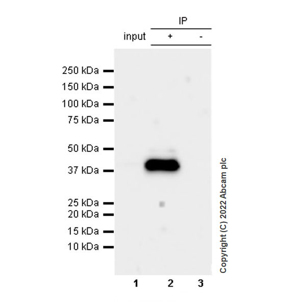 Immunoprecipitation - Anti-APOBEC3G/A3G antibody [EPR25404-59] - BSA and Azide free (AB302927), expandable thumbnail