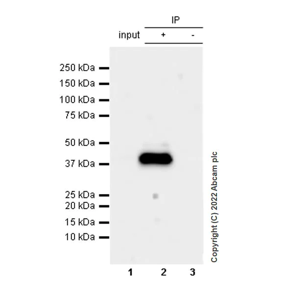 Immunoprecipitation - Anti-APOBEC3G/A3G antibody [EPR25404-59] - BSA and Azide free (AB302927)