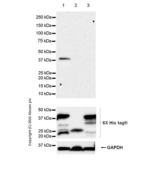 Western blot - Anti-APOBEC3G/A3G antibody [EPR25404-59] - BSA and Azide free (AB302927), expandable thumbnail