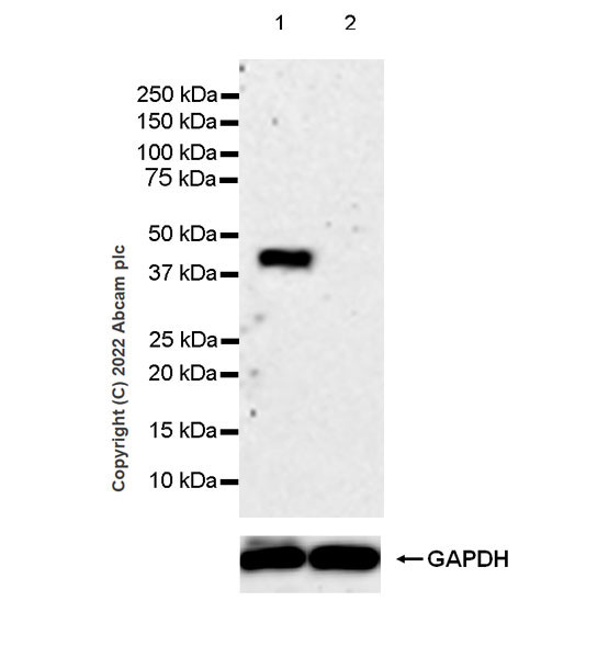 Western blot - Anti-APOBEC3G/A3G antibody [EPR25404-59] - BSA and Azide free (AB302927), expandable thumbnail