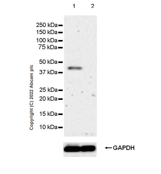 Western blot - Anti-APOBEC3G/A3G antibody [EPR25404-59] - BSA and Azide free (AB302927), expandable thumbnail
