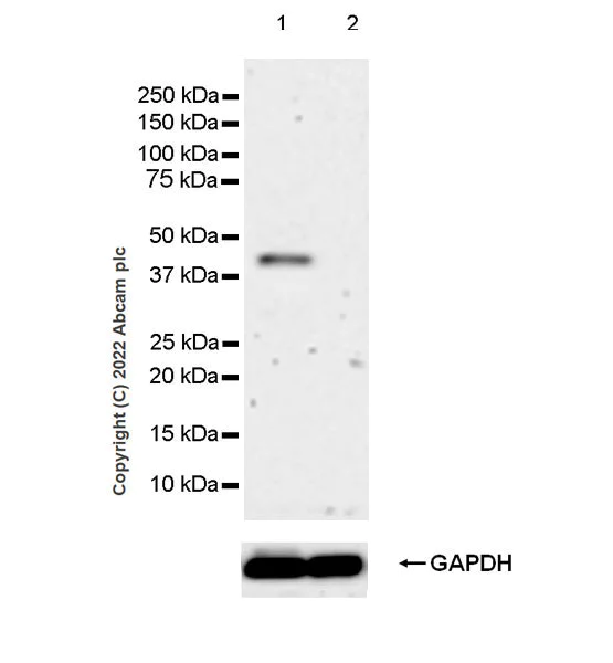 Western blot - Anti-APOBEC3G/A3G antibody [EPR25404-59] - BSA and Azide free (AB302927)