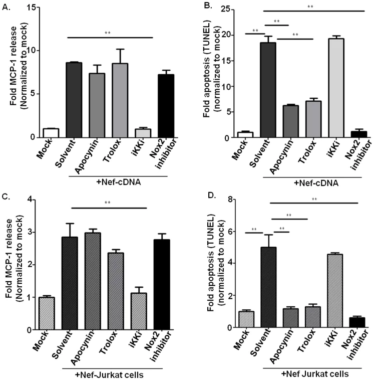Functional Studies - Apocynin, NADPH-oxidase inhibitor (AB120615)