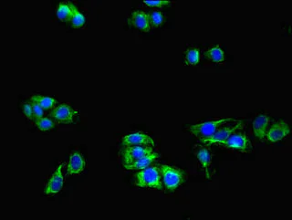 Immunocytochemistry/ Immunofluorescence - Anti-ApoER2 antibody (AB235909)