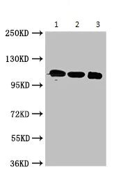 Western blot - Anti-ApoER2 antibody (AB235909)