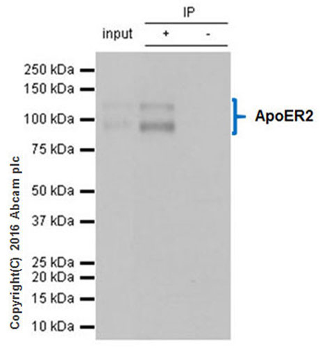 Immunoprecipitation - Anti-ApoER2 antibody [EPR3326] - BSA and Azide free (AB215274)