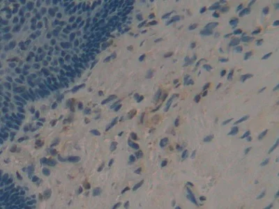 Immunohistochemistry (Formalin/PFA-fixed paraffin-embedded sections) - Anti-APOF antibody (AB231585)