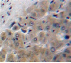 Immunohistochemistry (Formalin/PFA-fixed paraffin-embedded sections) - Anti-APOF antibody (ab231585), expandable thumbnail