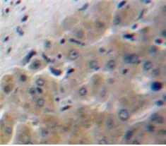 Immunohistochemistry (Formalin/PFA-fixed paraffin-embedded sections) - Anti-APOF antibody (AB231585)