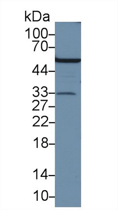 Western blot - Anti-APOF antibody (AB231585), expandable thumbnail