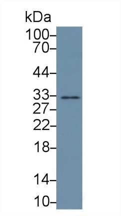 Western blot - Anti-APOF antibody (AB231585), expandable thumbnail