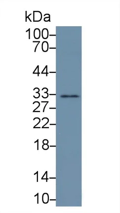 Western blot - Anti-APOF antibody (AB231585)
