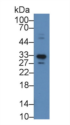 Western blot - Anti-APOF antibody (AB231585), expandable thumbnail