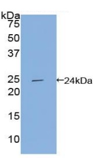 Western blot - Anti-APOF antibody (AB231585), expandable thumbnail