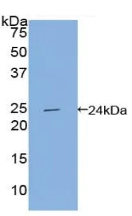 Western blot - Anti-APOF antibody (AB231585)