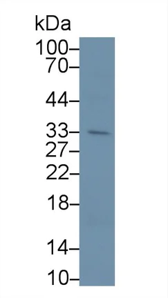 Western blot - Anti-APOF antibody (AB231585)