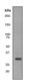 Western blot - Anti-APOF antibody [EP2909] - BSA and Azide free (AB284802)