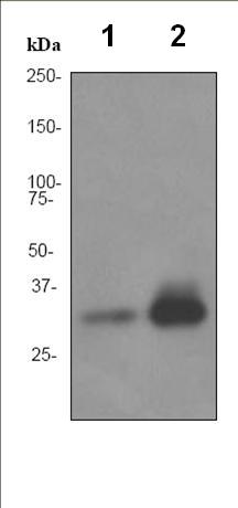 Western blot - Anti-APOF antibody [EPR2908] (AB92301), expandable thumbnail