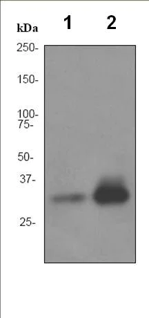 Western blot - Anti-APOF antibody [EPR2908] (AB92301)