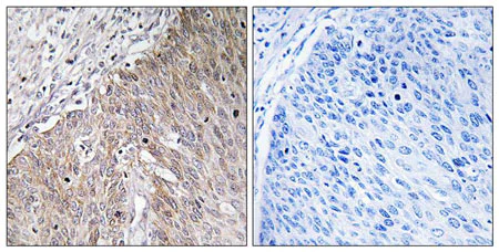 Immunohistochemistry (Formalin/PFA-fixed paraffin-embedded sections) - Anti-APOL2 antibody (AB196771)