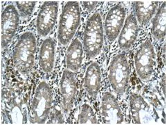 Immunohistochemistry (Formalin/PFA-fixed paraffin-embedded sections) - Anti-APOL3 antibody [EPR8238(2)] (AB154869)