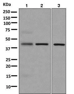 Western blot - Anti-APOL3 antibody [EPR8238(2)] - BSA and Azide free (AB249168)