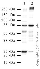 Western blot - Anti-Apolipoprotein A I antibody [12C8] (AB17278)