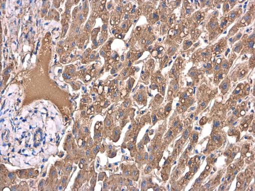 Immunohistochemistry (Formalin/PFA-fixed paraffin-embedded sections) - Anti-Apolipoprotein A I antibody (AB227455), expandable thumbnail