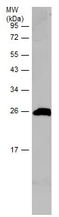 Western blot - Anti-Apolipoprotein A I antibody (AB227455), expandable thumbnail