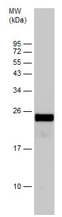 Western blot - Anti-Apolipoprotein A I antibody (AB227455), expandable thumbnail