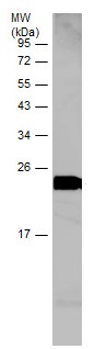 Western blot - Anti-Apolipoprotein A I antibody (AB227455), expandable thumbnail