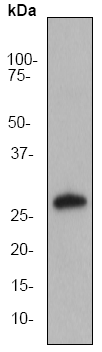Western blot - Anti-Apolipoprotein A I antibody [EP1368Y] (AB52945), expandable thumbnail