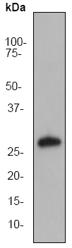 Western blot - Anti-Apolipoprotein A I antibody [EP1368Y] (AB52945)