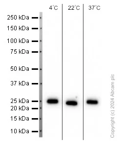 Western blot - Anti-Apolipoprotein A I antibody [EP1368Y] (AB52945)