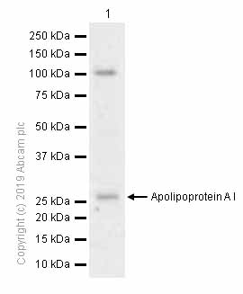 Western blot - Anti-Apolipoprotein A I antibody [EP1368Y] (AB52945), expandable thumbnail