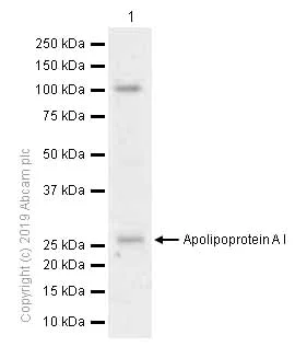 Western blot - Anti-Apolipoprotein A I antibody [EP1368Y] (AB52945)