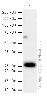 Western blot - Anti-Apolipoprotein A I antibody [EP1368Y] (AB52945)