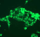 Immunocytochemistry/ Immunofluorescence - Anti-Apolipoprotein A I antibody [EP1368Y] - BSA and Azide free (ab271849), expandable thumbnail