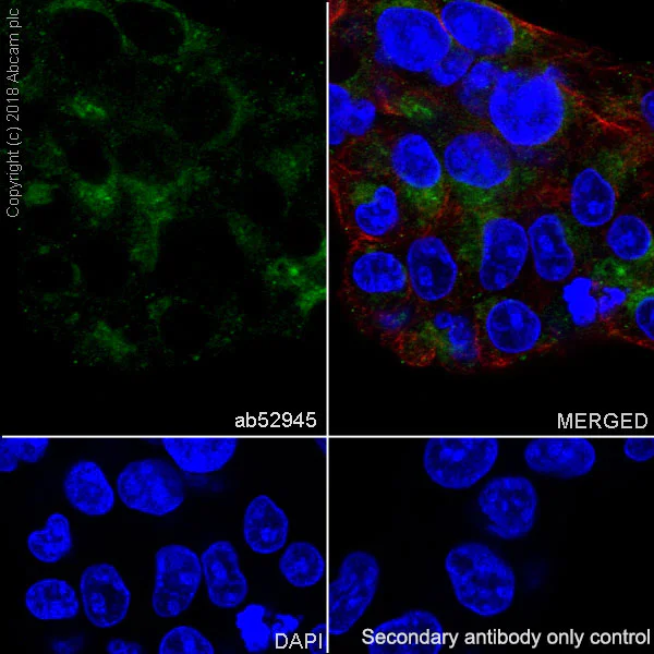 Immunocytochemistry/ Immunofluorescence - Anti-Apolipoprotein A I antibody [EP1368Y] - BSA and Azide free (AB271849)