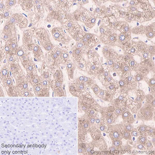 Immunohistochemistry (Formalin/PFA-fixed paraffin-embedded sections) - Anti-Apolipoprotein A I antibody [EP1368Y] - BSA and Azide free (AB271849), expandable thumbnail