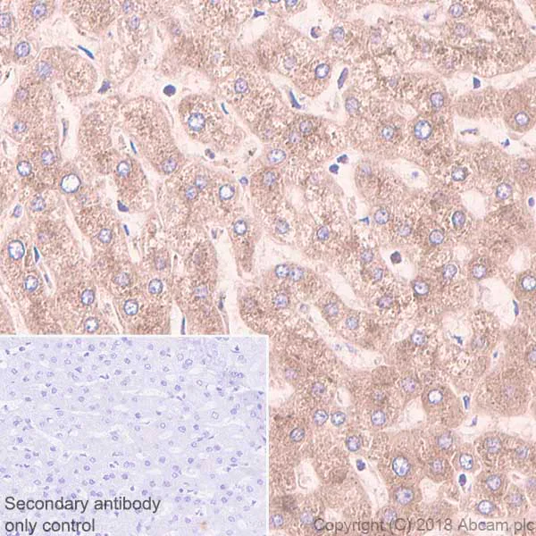 Immunohistochemistry (Formalin/PFA-fixed paraffin-embedded sections) - Anti-Apolipoprotein A I antibody [EP1368Y] - BSA and Azide free (AB271849)