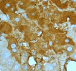 Immunohistochemistry (Formalin/PFA-fixed paraffin-embedded sections) - Anti-Apolipoprotein A I antibody [EP1368Y] - BSA and Azide free (AB271849), expandable thumbnail