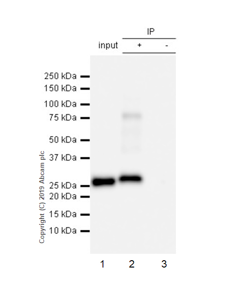 Immunoprecipitation - Anti-Apolipoprotein A I antibody [EP1368Y] - BSA and Azide free (AB271849), expandable thumbnail