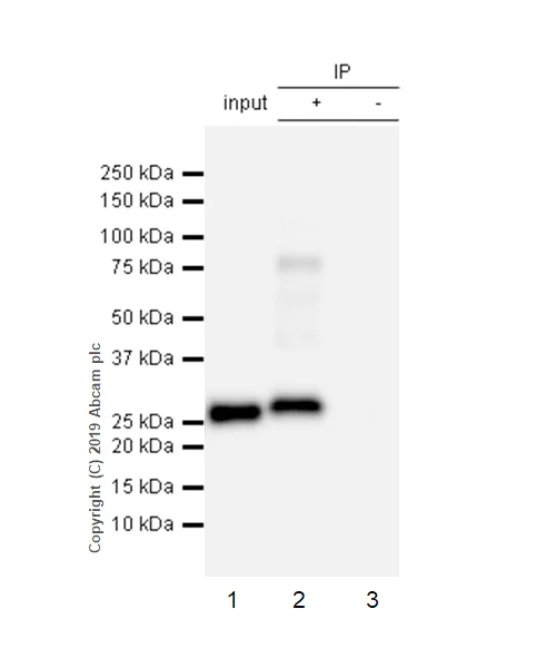 Immunoprecipitation - Anti-Apolipoprotein A I antibody [EP1368Y] - BSA and Azide free (AB271849)