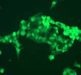 Immunocytochemistry/ Immunofluorescence - Anti-Apolipoprotein A I antibody [EP1368Y] - Low endotoxin, Azide free (AB185132)
